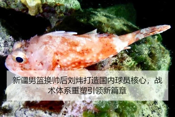 xin-jiang-nan-lan-huan-shuai-hou-liu-wei-da-zao-guo-nei-qiu-yuan-he-xin-zhan-shu-ti-xi-zhong-su-yin-ling-xin-pian-zhang-3-474.jpg